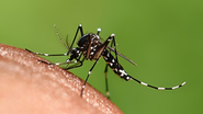 mosquito da dengue pousado sob pele humana.