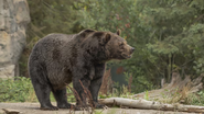 urso marrom caminhando em floresta.