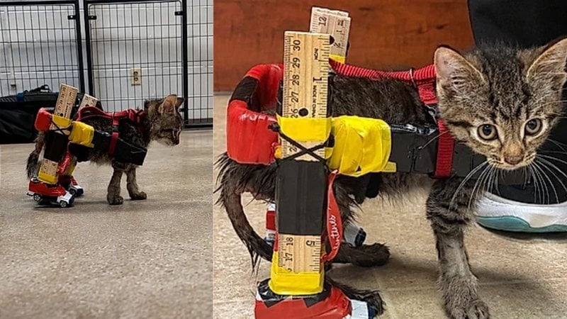 Veterin%C3%A1ria%20cria%20cadeira%20de%20rodas%20para%20gatinho%20voltar%20a%20andar