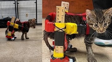 Veterinária cria cadeira de rodas com carrinhos Hot Wheels para ajudar gatinho com lesão na coluna a voltar a andar