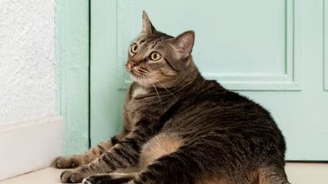 gato deitado sob porta fechada esperando dono.