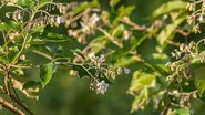 folhas e flores de jurubeba sob fundo desfocado