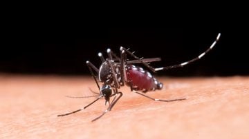 mosquito pousado sob pele humana
