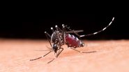 mosquito pousado sob pele humana