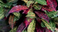 plantas coloridas em tons de roxo.