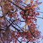 árvore Sterculia foetida