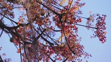 árvore Sterculia foetida