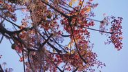 árvore Sterculia foetida