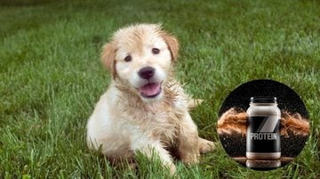 cachorro deitado em gramado, com imagem em miniatura de embalagem de whey.