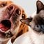 cão e gato lado a lado.