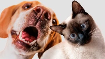 cão e gato lado a lado.