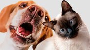 cão e gato lado a lado.