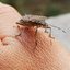 barbeiro, transmissor da doença de chagas, sob mão humana