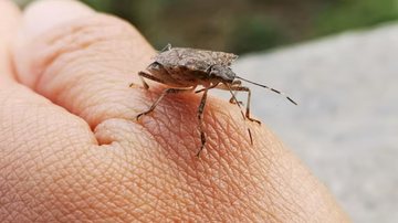 barbeiro, transmissor da doença de chagas, sob mão humana