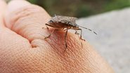 barbeiro, transmissor da doença de chagas, sob mão humana