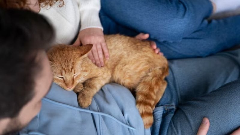 Os lugares onde os gatos mais gostam de receber carinho talvez não seja o que você imagina\u003B saiba quais são e como saber se eles estão gostando
