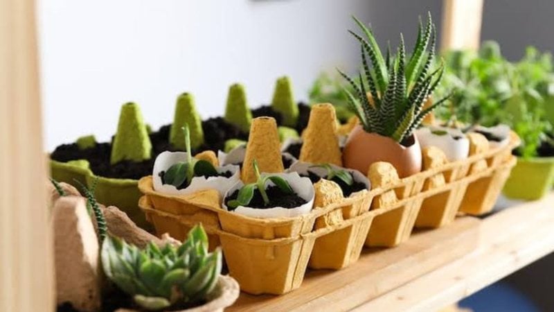 horta caseira feita com caixa de ovos.