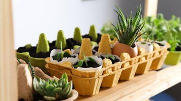 horta caseira feita com caixa de ovos.