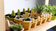 horta caseira feita com caixa de ovos.
