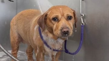 cachorro com expressão perdida enquanto é banhado.