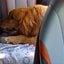 cachorro que andou de uber