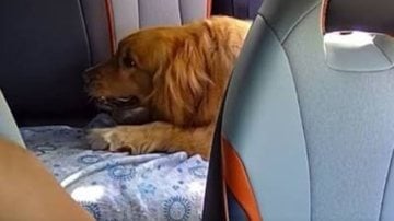 cachorro que andou de uber
