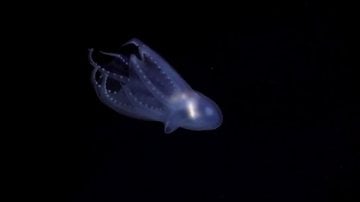 criatura marinha nadando.