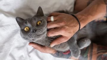 gato recebendo carinho