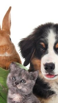 Quais são os animais de estimação que vivem mais tempo?