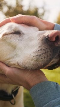 5 melhores raças de cachorro para quem tem criança em casa