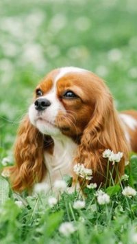 7 raças de cachorro mais caras do mundo