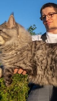 Descubra quais são as 7 maiores raças de gatos do mundo