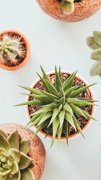 5 plantas perfeitas para jardim pequeno