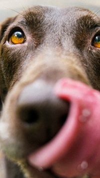 8 alimentos PROIBIDOS para cães