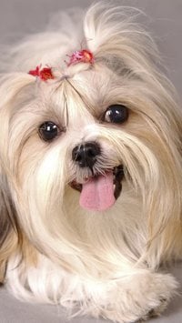 Shih Tzu: 8 curiosidades sobre a raça 