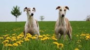 BiancaGrueneberg/IstockConheça a história de Börje e Pefo, os cães doutores!