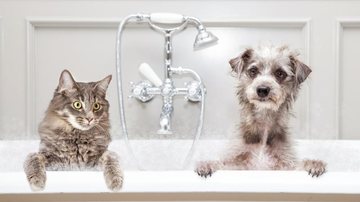 adogslifephoto/iStock