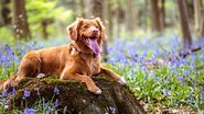 adogslifephoto/iStock