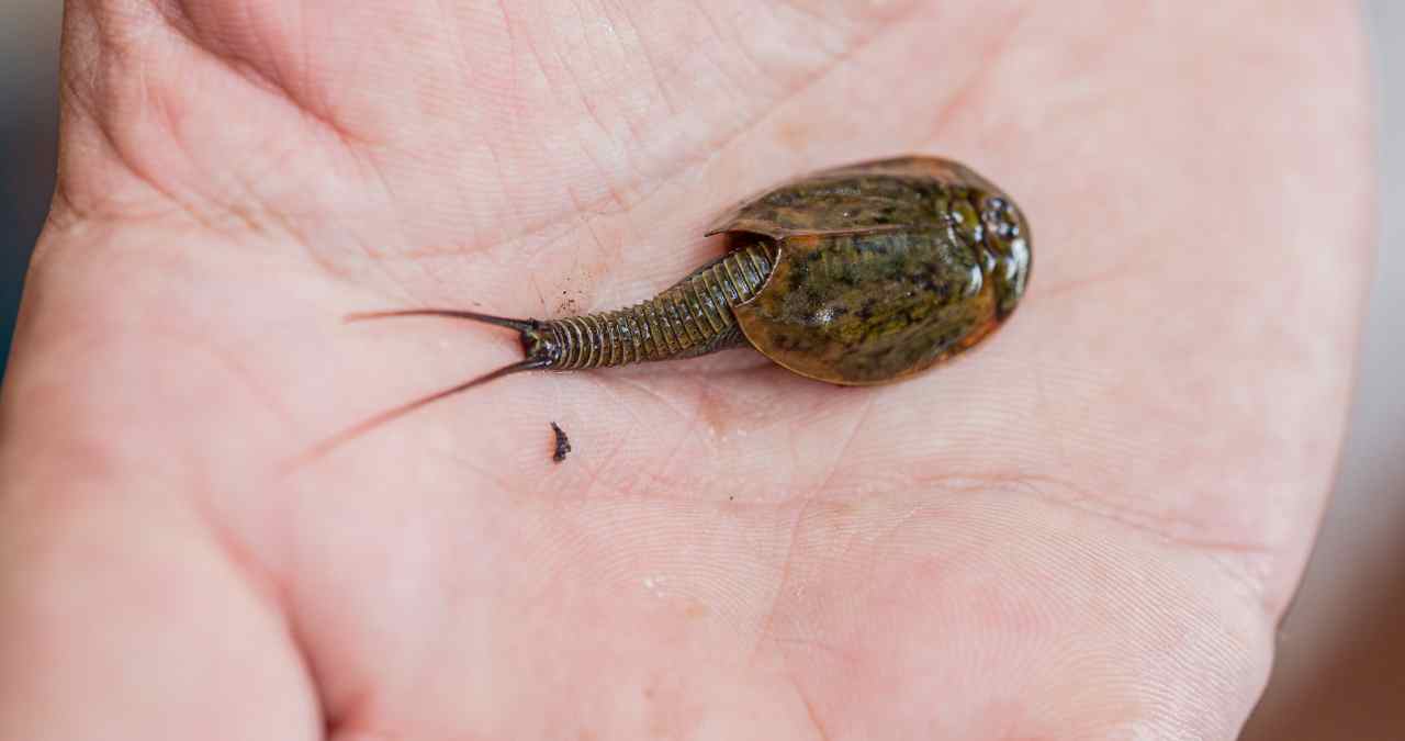 Triops encontrado no Arizona na mão de uma pessoa