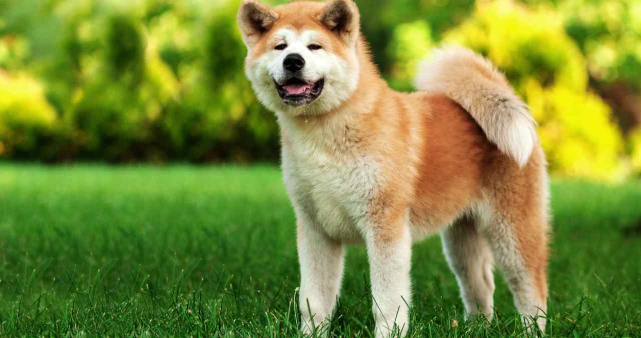 Akita Inu posando num jardim