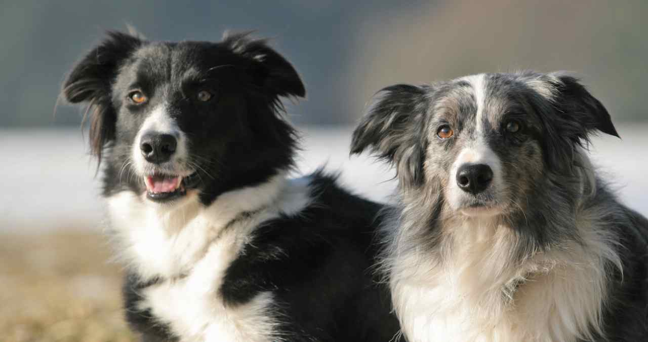 Border Collie entre as raças grandes