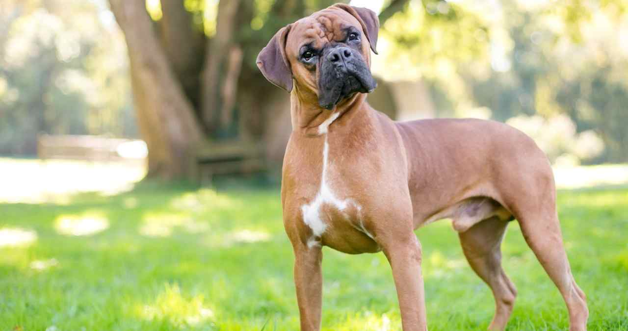 Boxer enquanto os animais mais atrapalhados 