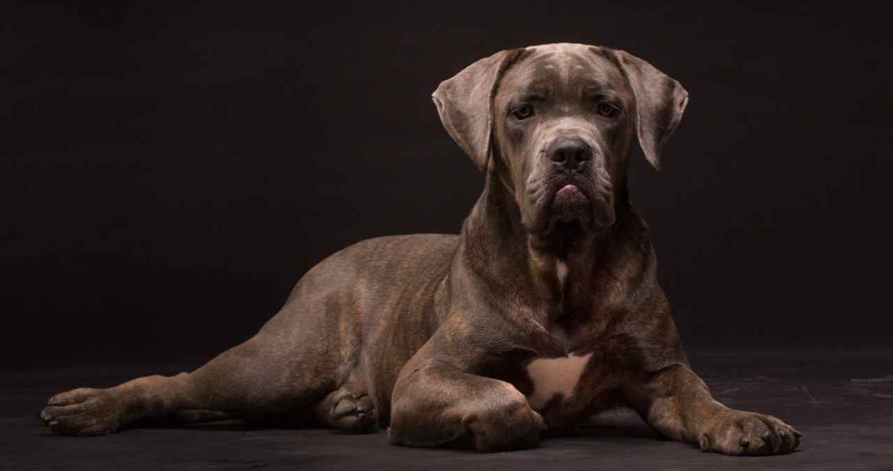 Cane Corso posando num fundo escuro