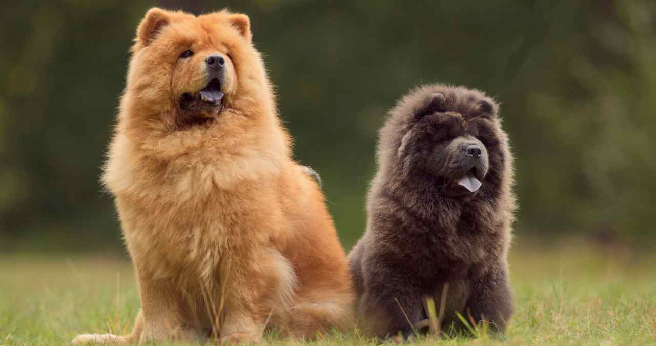 Chow Chow no campo