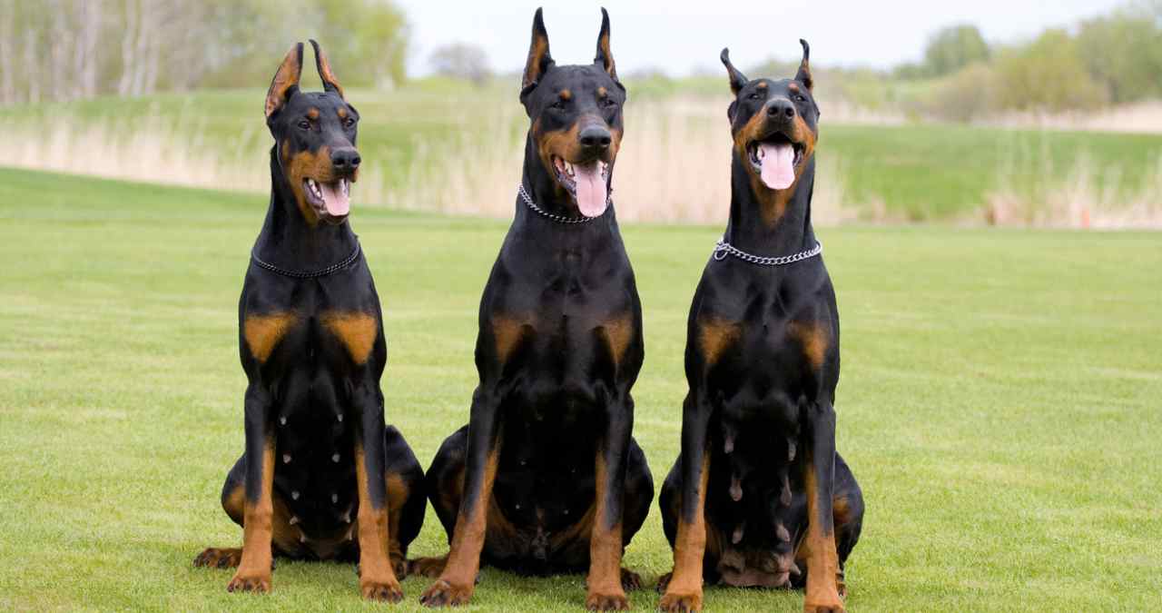 Dobermans entre as raças grandes de cachorro