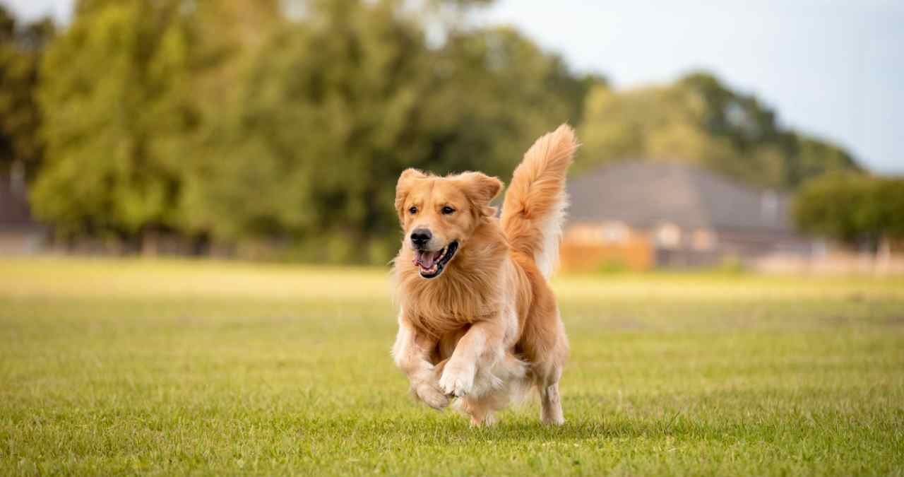 Golden na lista das raças grandes