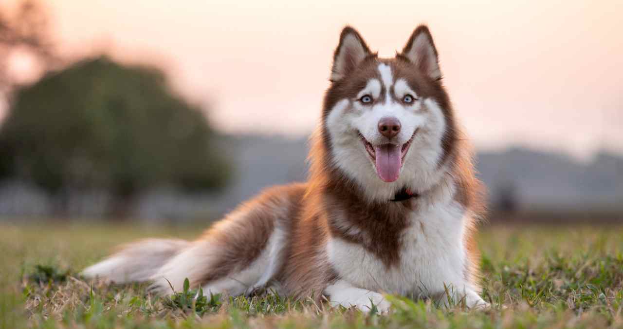 Husky na vegetação