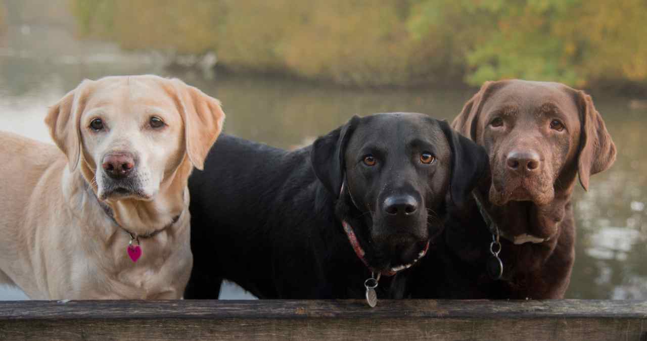 labrador o mais popular das raças grandes