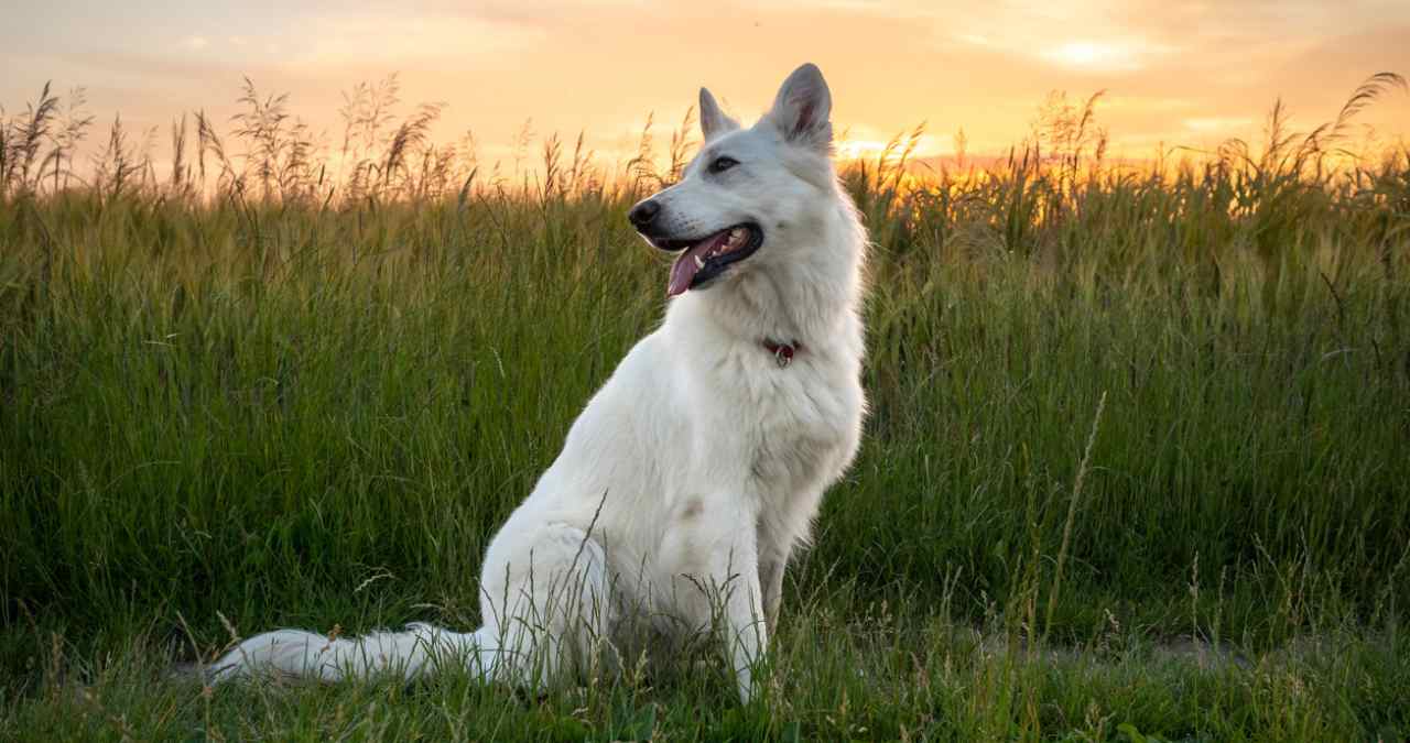 raças grandes de cães