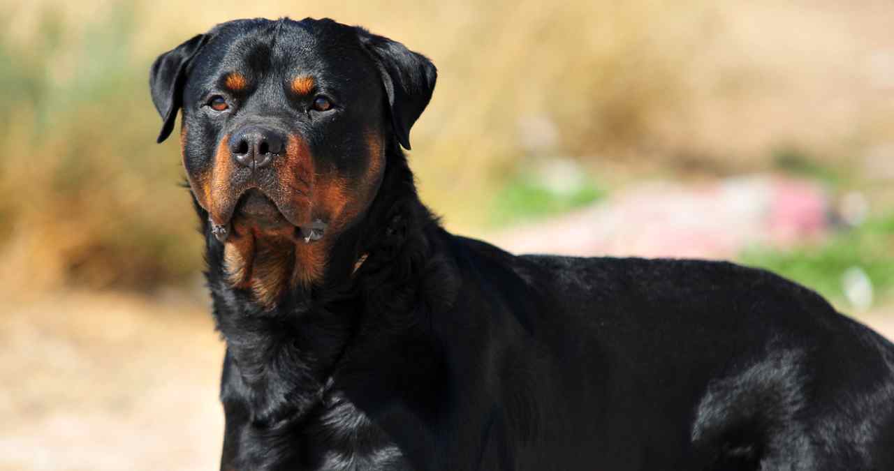 rottweiler entre as raças grandes